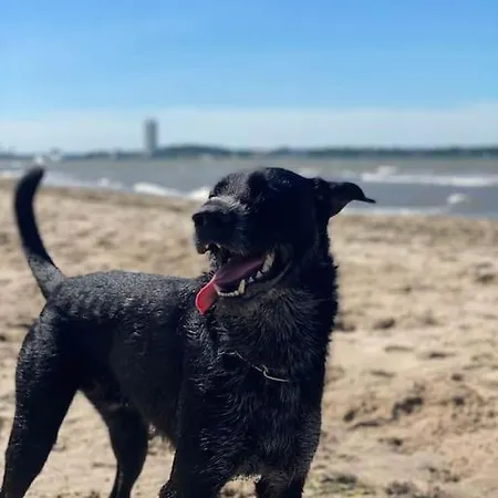 Fliegender Hirsch * Bak