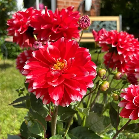 Apartament Fliegender Hirsch *