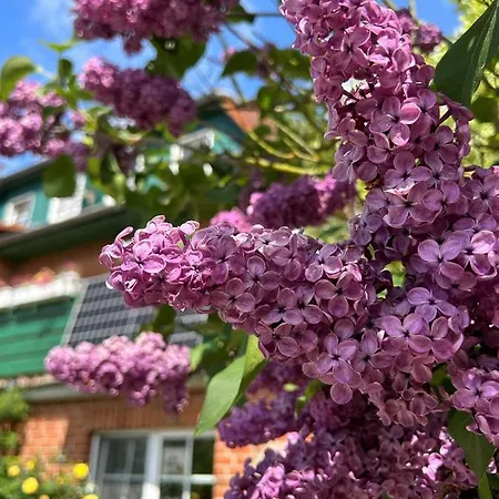 Fliegender Hirsch Bak